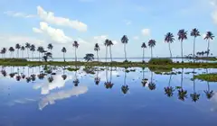A line of tall coconut palms and their mirror image in still floodwater under a blue sky with white clouds on Vembanad Lake.