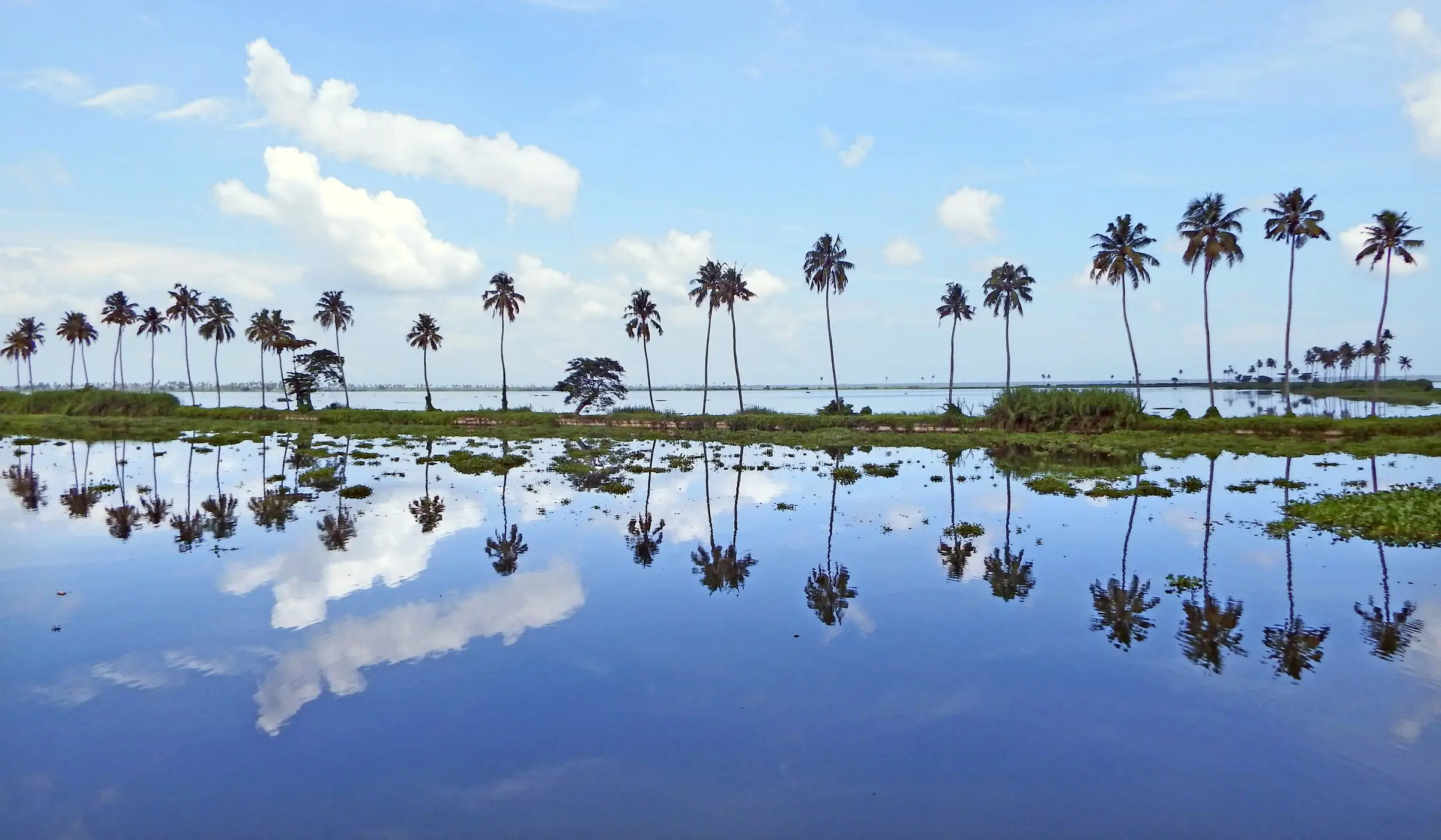A line of tall coconut palms and their mirror image in still floodwater under a blue sky with white clouds on Vembanad Lake.