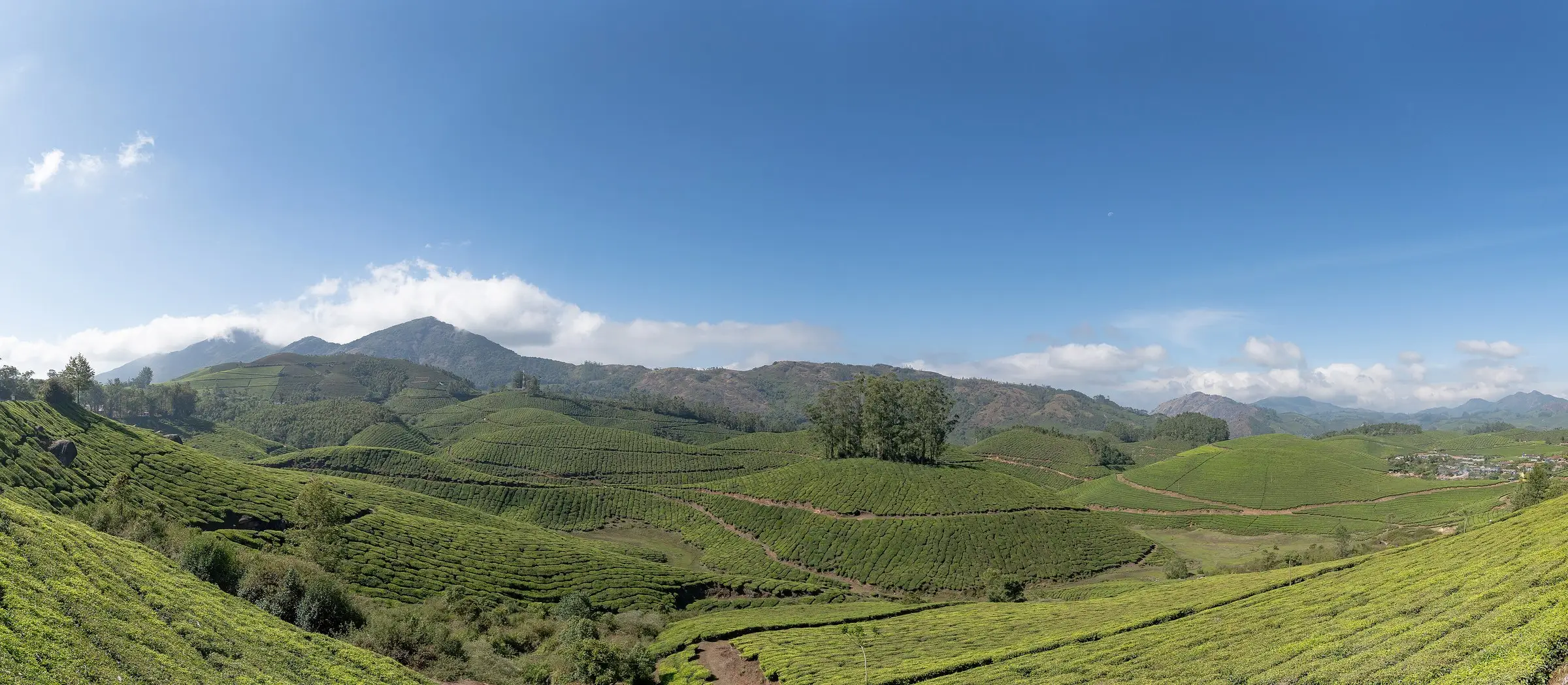 A wide panorama of terraced tea plantations rolling toward distant blue mountains under a clear sky.
